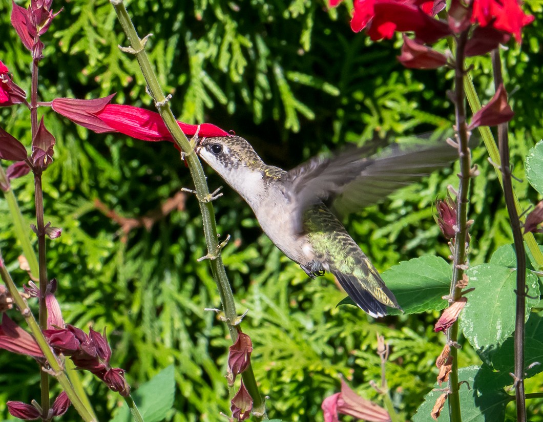 Colibrí Gorjirrubí - ML641938559