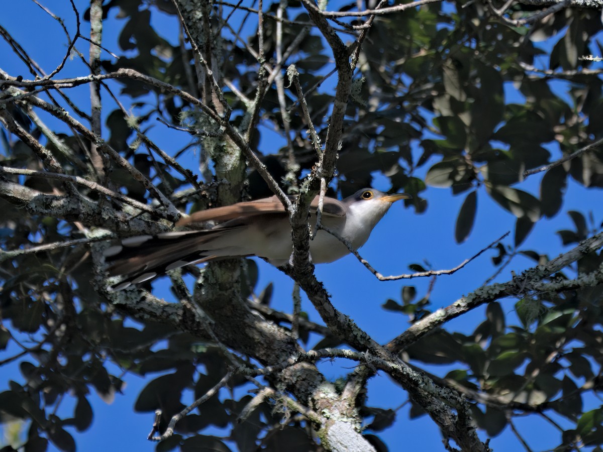 Yellow-billed Cuckoo - ML641938561