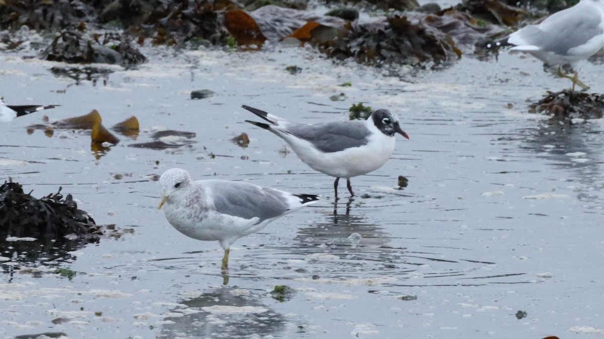 Franklin's Gull - ML641938565