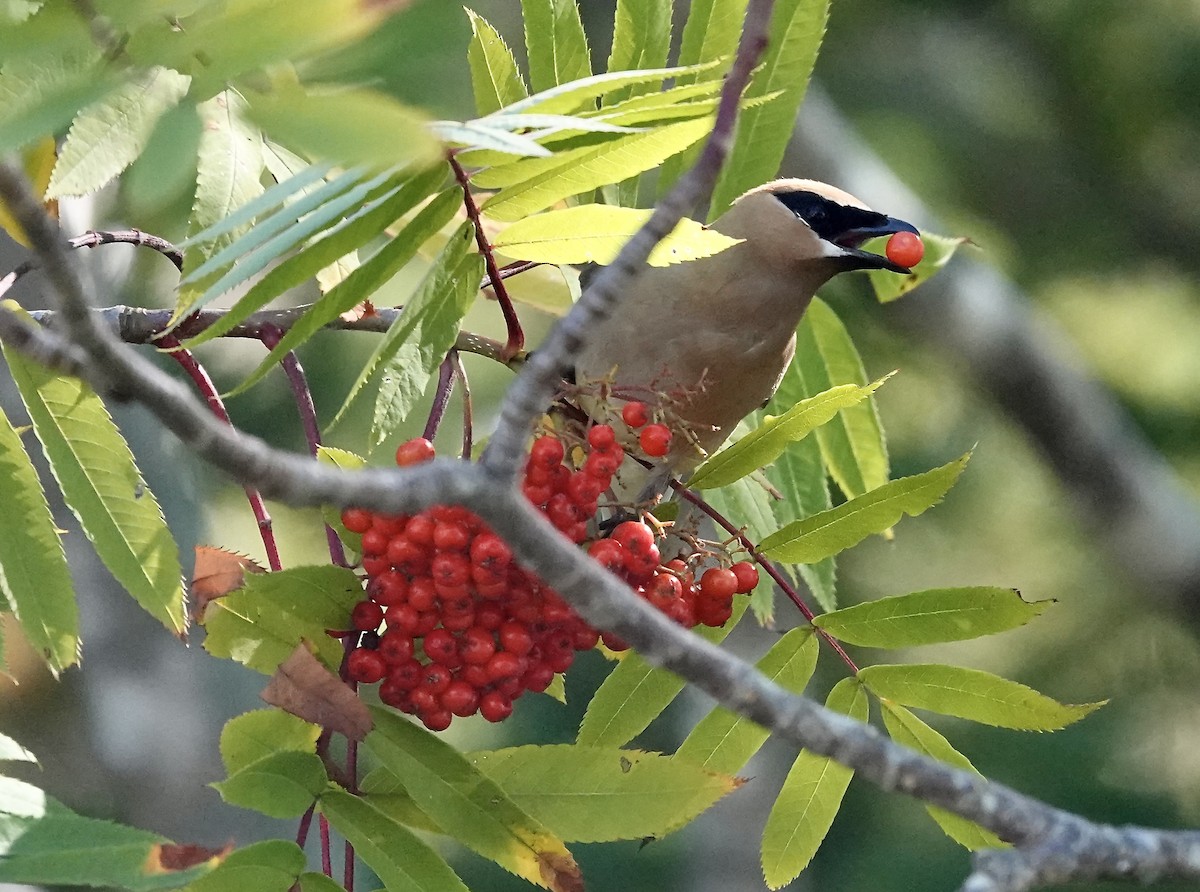 Cedar Waxwing - ML641938580