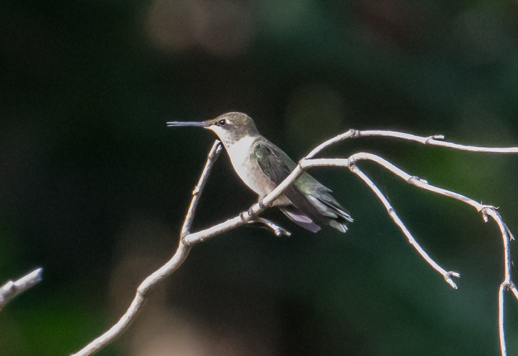 Colibrí Gorjirrubí - ML641938582