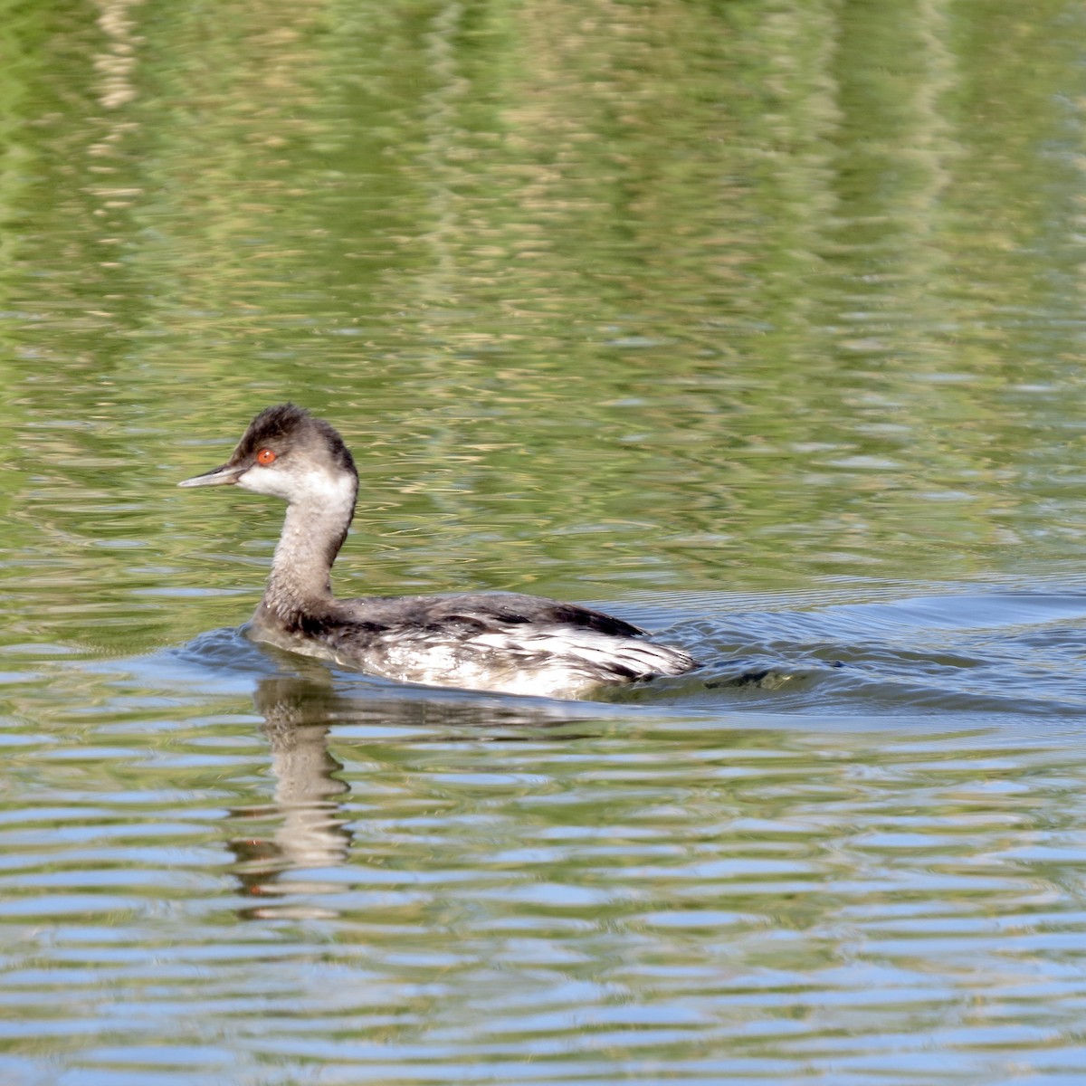 Eared Grebe - ML641938585