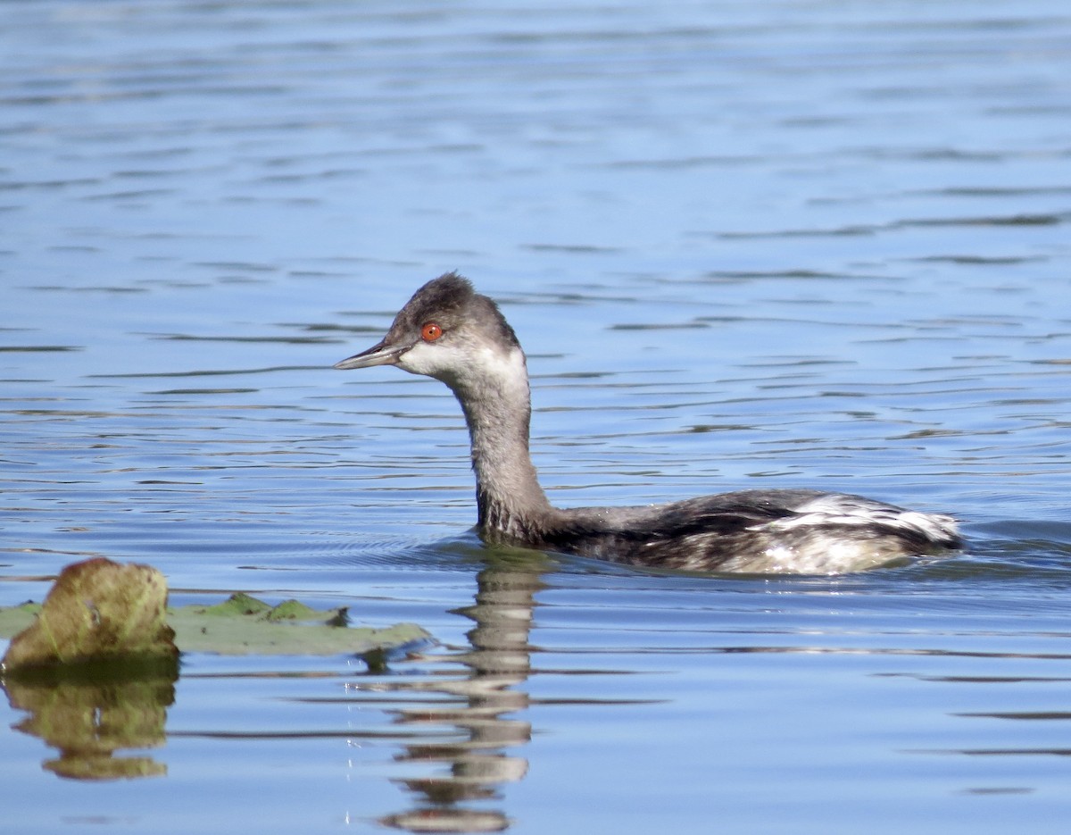Eared Grebe - ML641938588