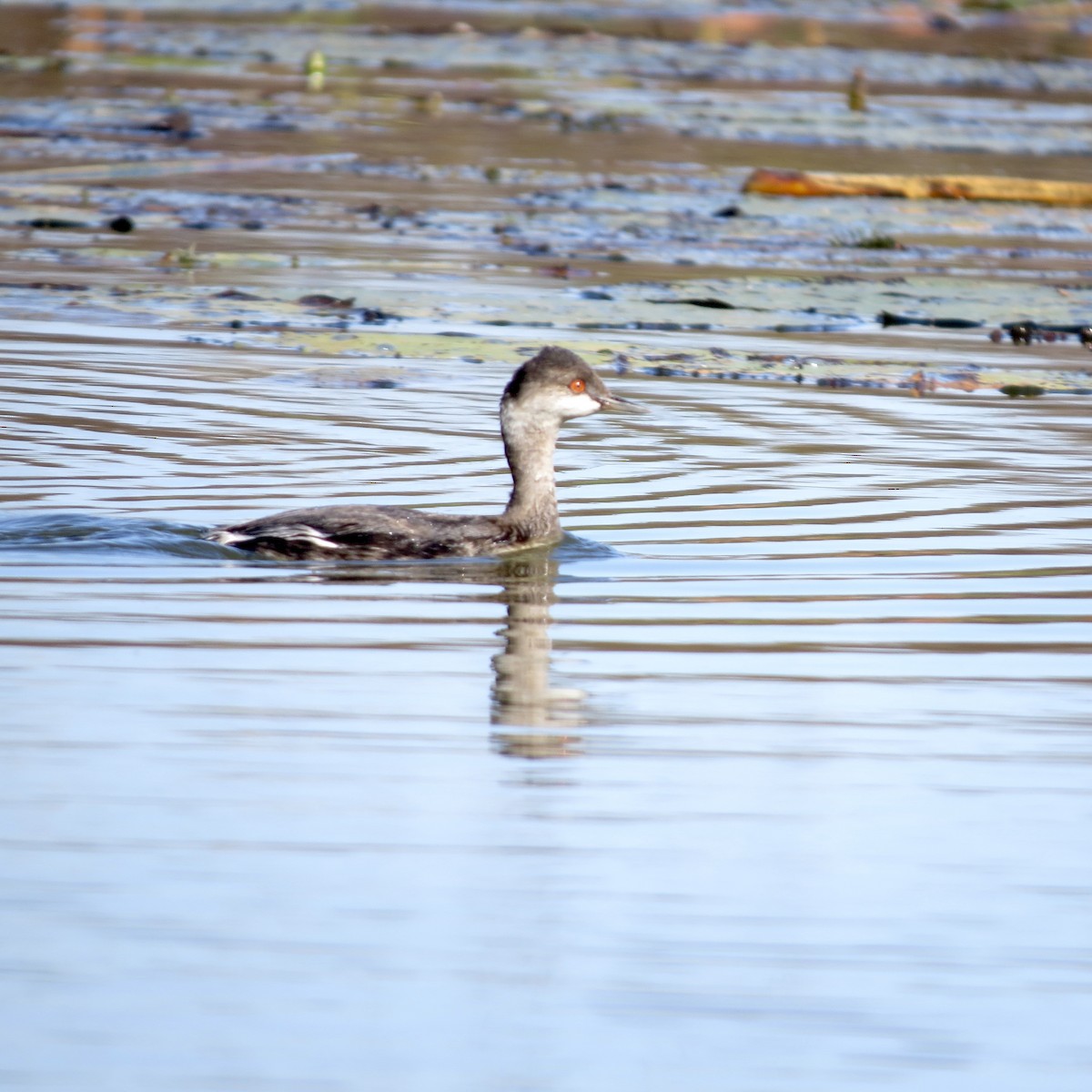 Eared Grebe - ML641938589