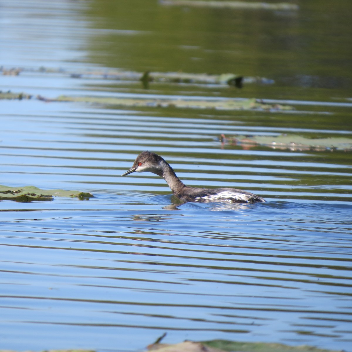 Eared Grebe - ML641938590