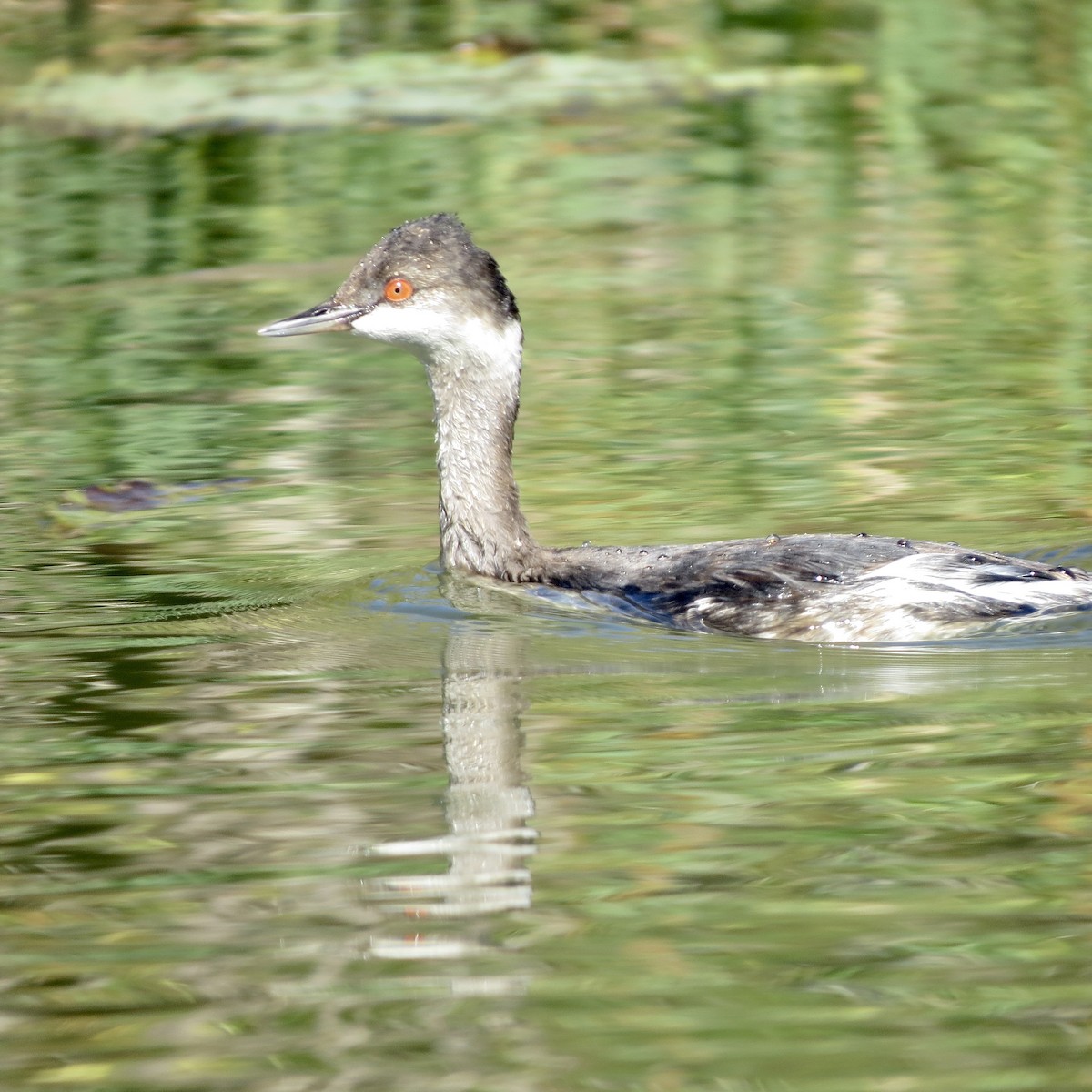 Eared Grebe - ML641938591