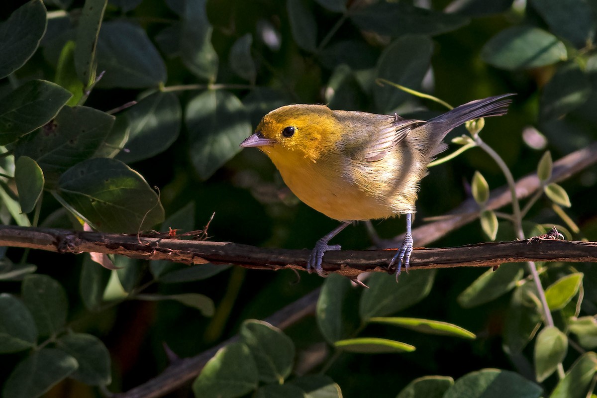 Orange-headed Tanager - ML641938604