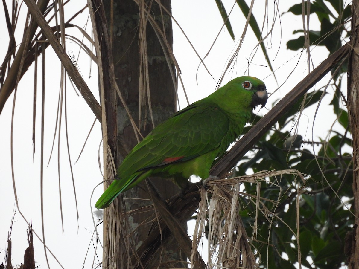 Yellow-crowned Amazon - ML641938624