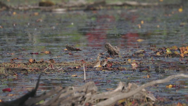 Pectoral Sandpiper - ML641938629