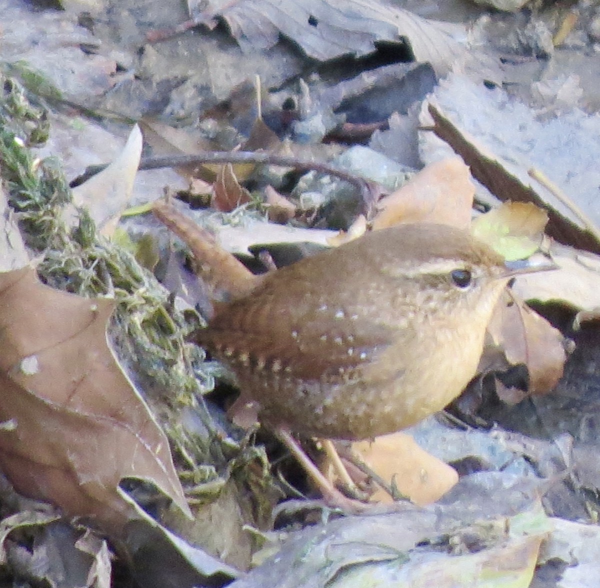 Winter Wren - ML641938632