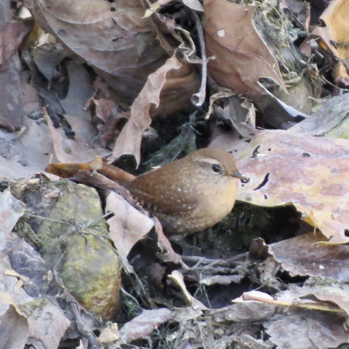 Winter Wren - ML641938633