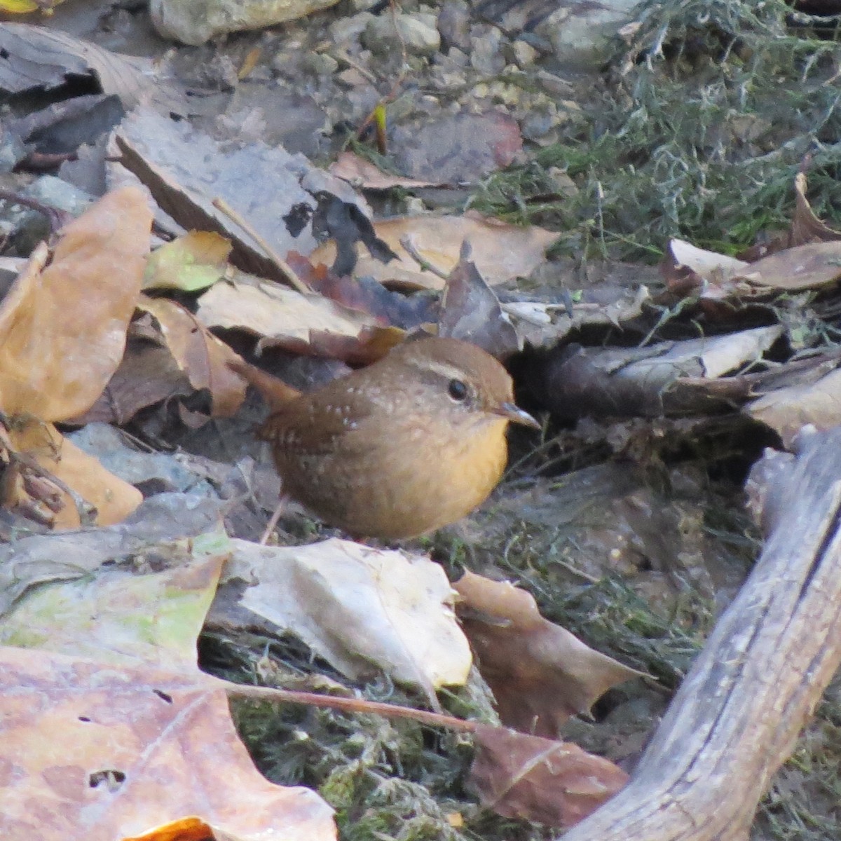 Winter Wren - ML641938634