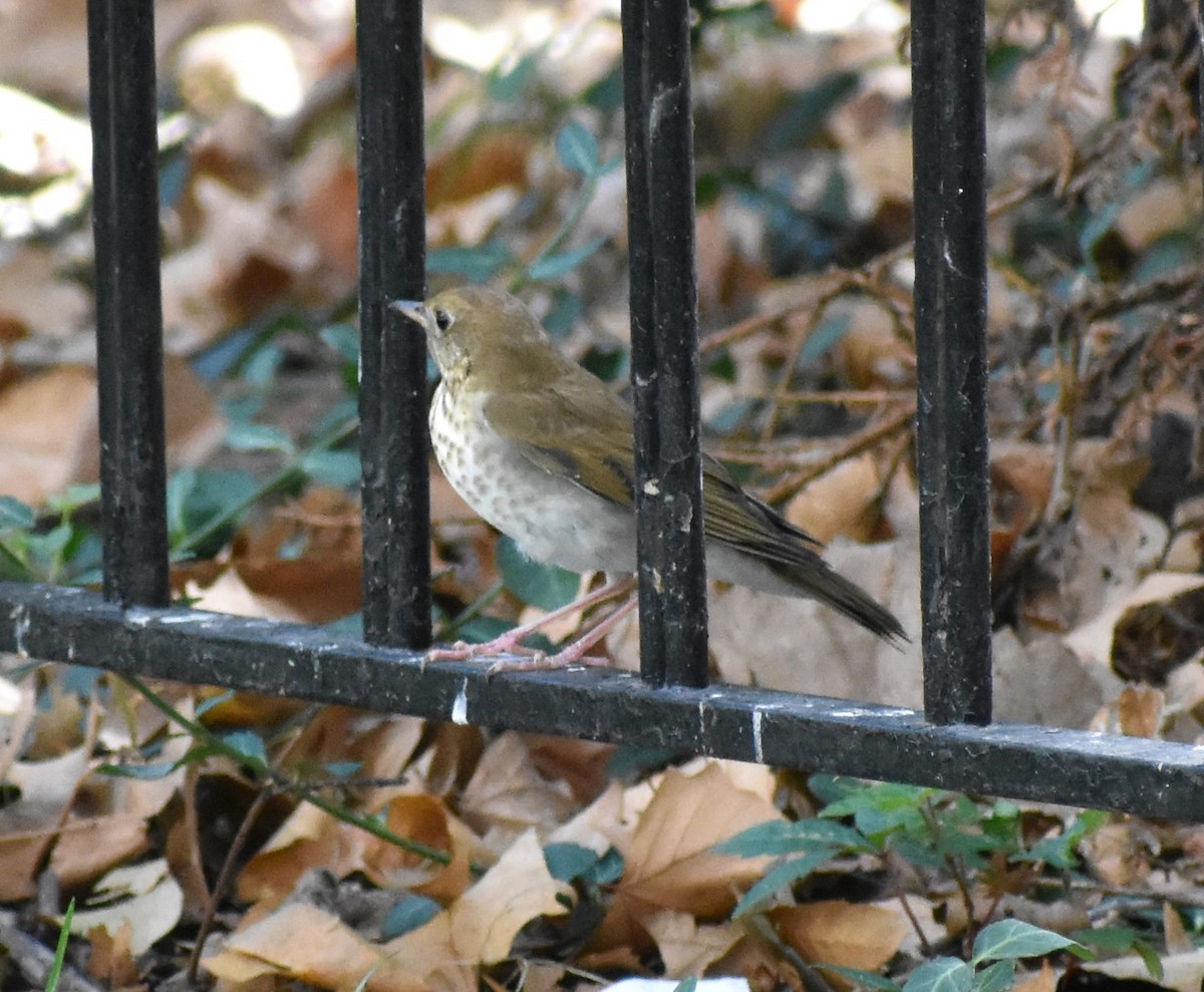 Veery - ML641938643