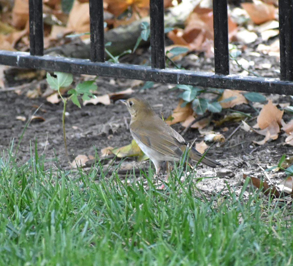 Veery - ML641938644