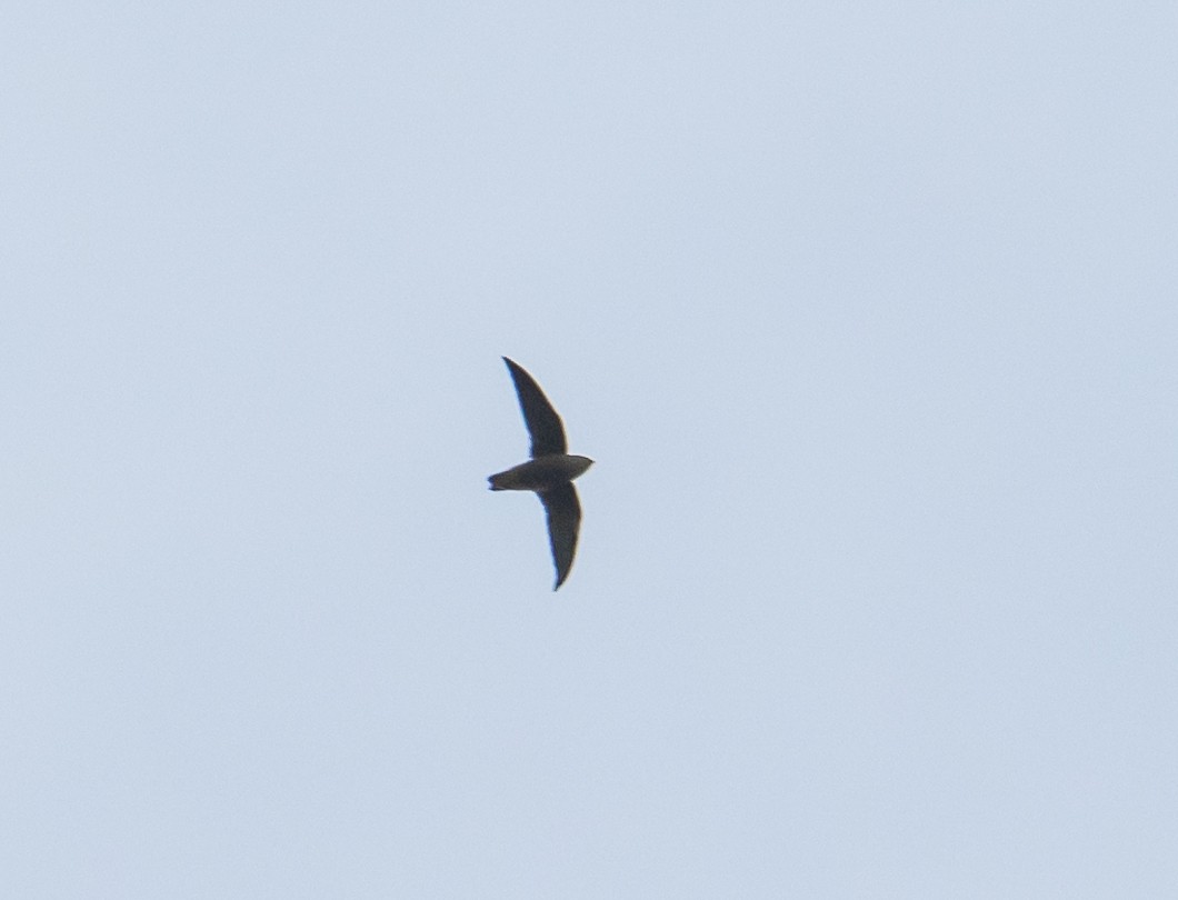 Chimney Swift - ML641938645
