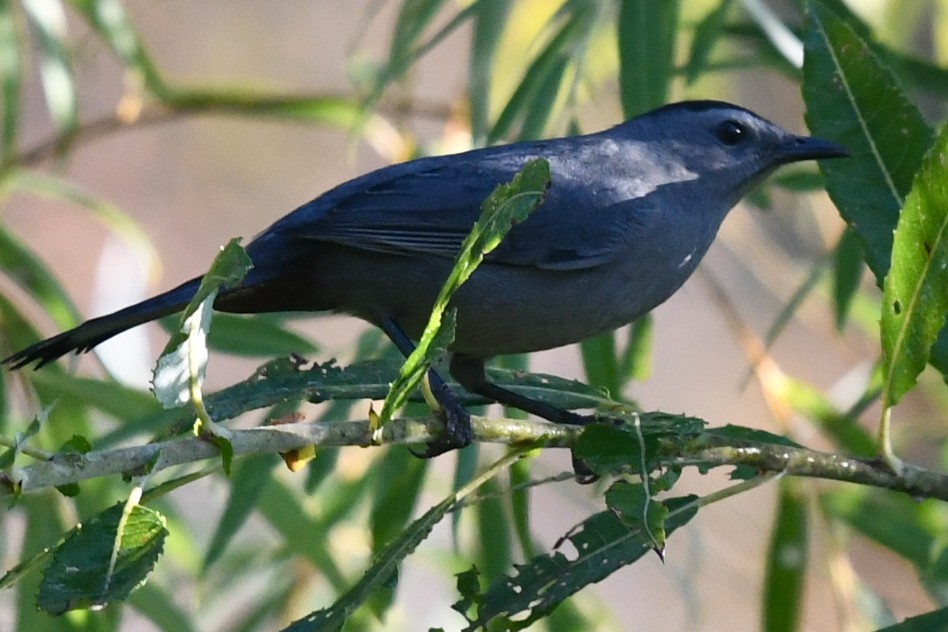 Gray Catbird - ML641938664