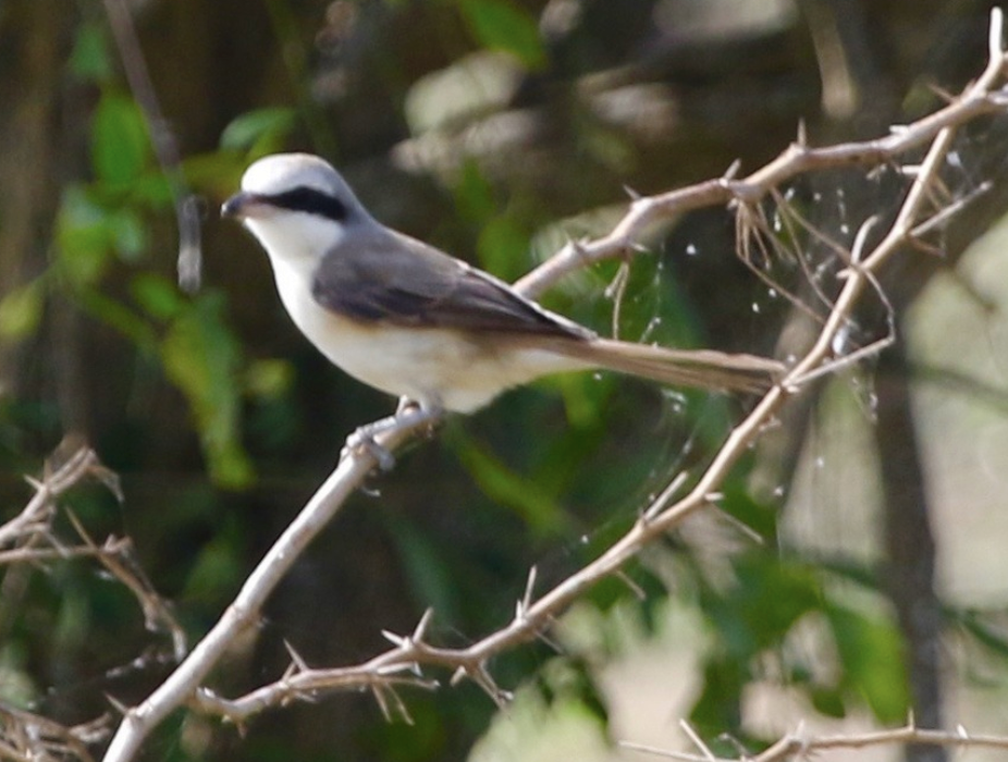 Brown Shrike - ML641938667