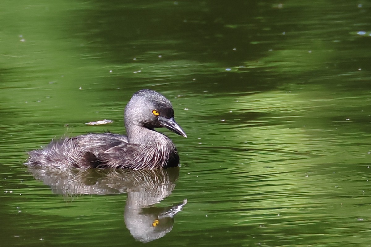 Least Grebe - ML641938672