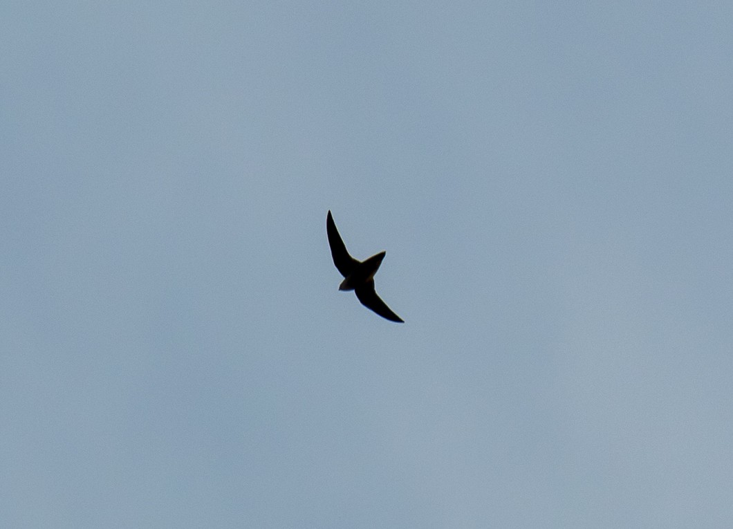 Chimney Swift - ML641938673