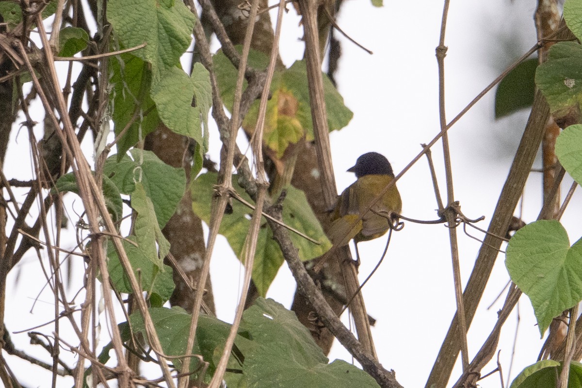 Strange Weaver - ML641938675