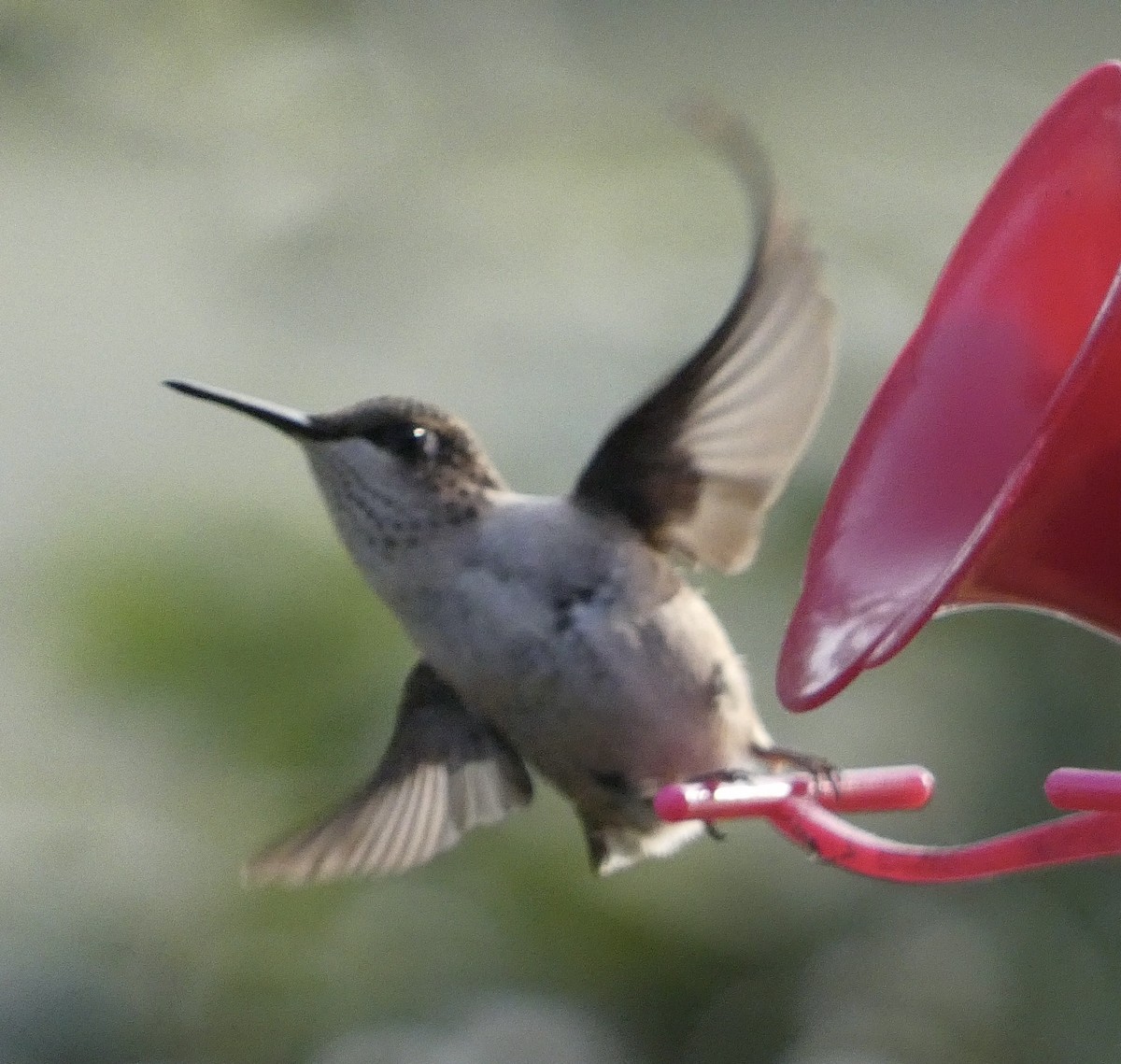 Colibrí Gorjirrubí - ML641938684