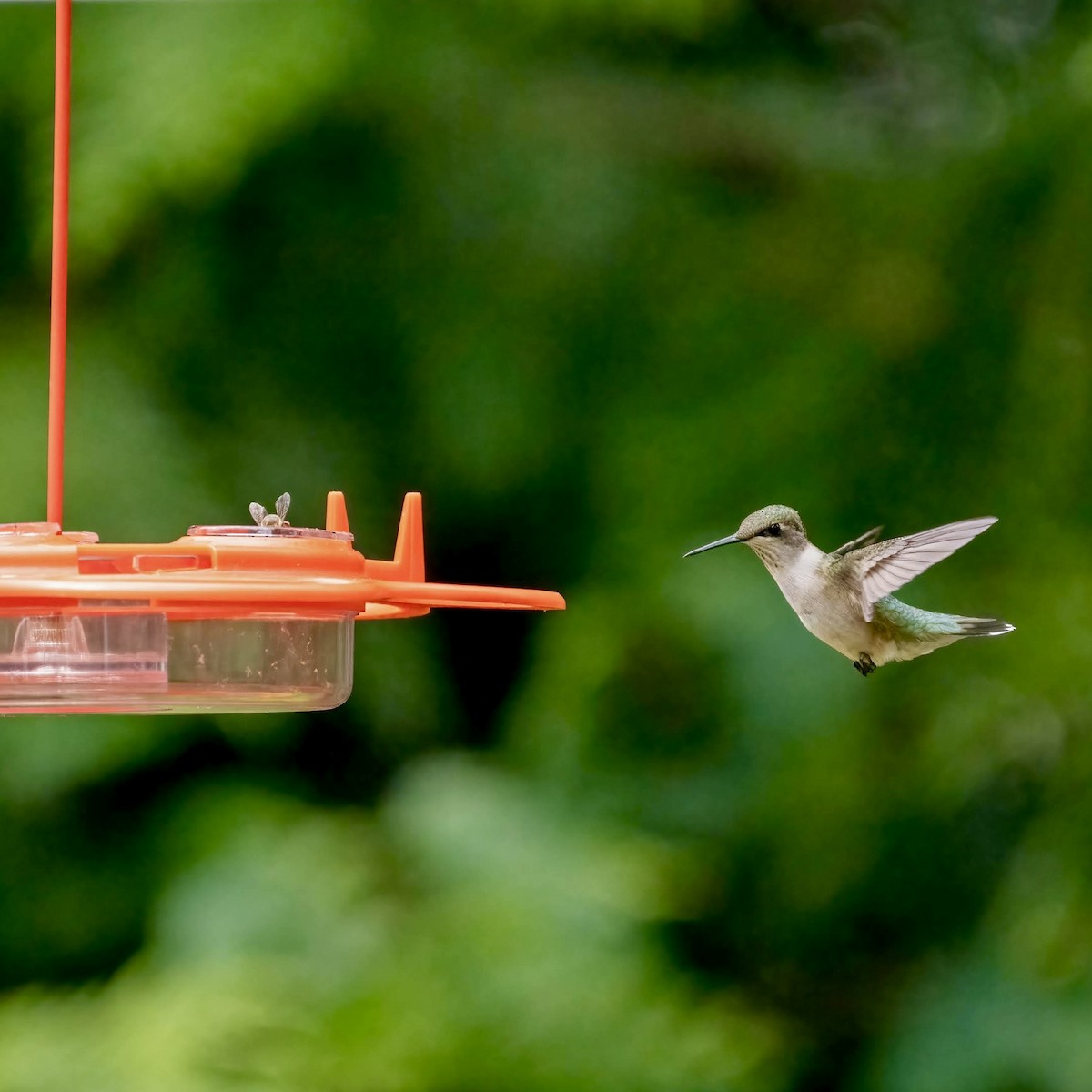 Colibrí Gorjirrubí - ML641938689