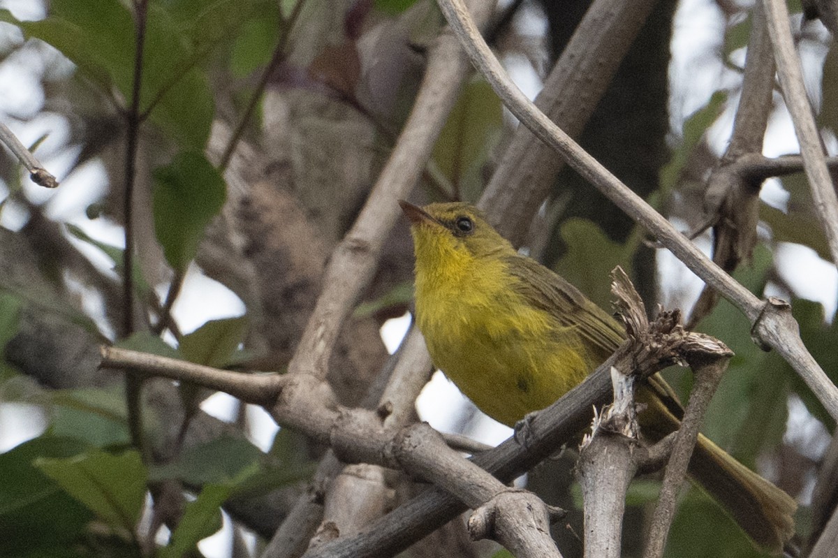 Mountain Yellow-Warbler - ML641938700