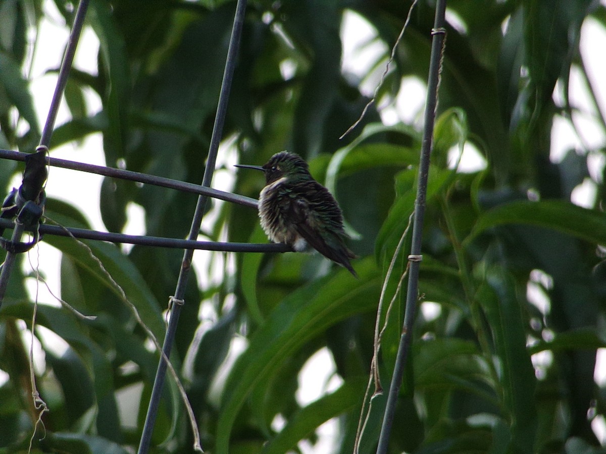 Colibrí Gorjirrubí - ML641938701