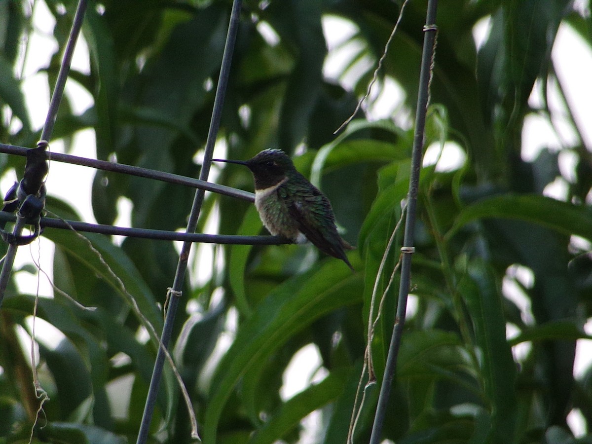 Colibrí Gorjirrubí - ML641938702