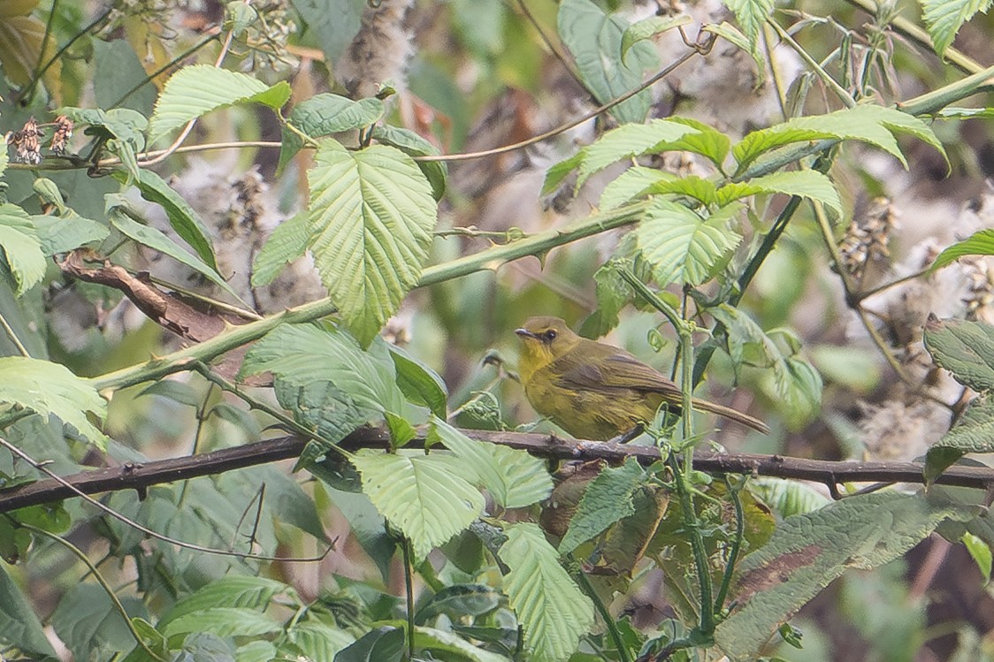 Mountain Yellow-Warbler - ML641938705