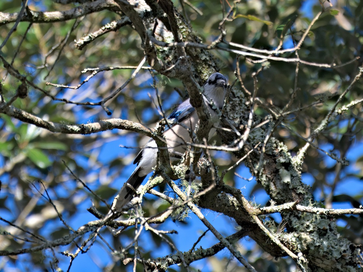 Blue Jay - ML641938725