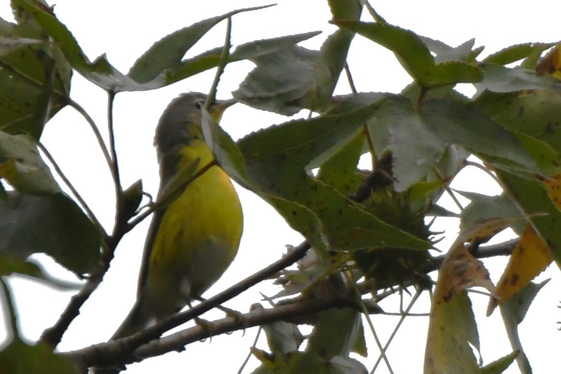 Magnolia Warbler - ML641938728