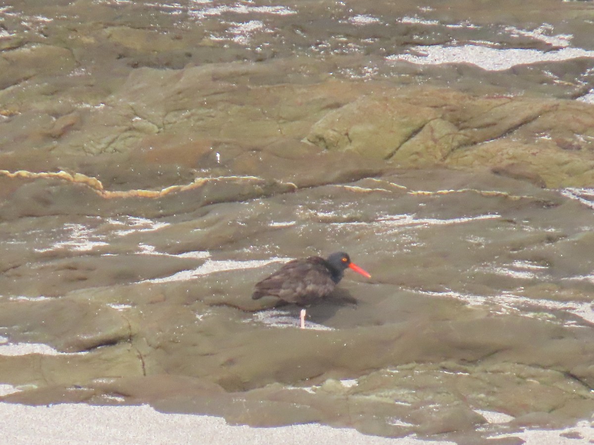 Black Oystercatcher - ML641938730