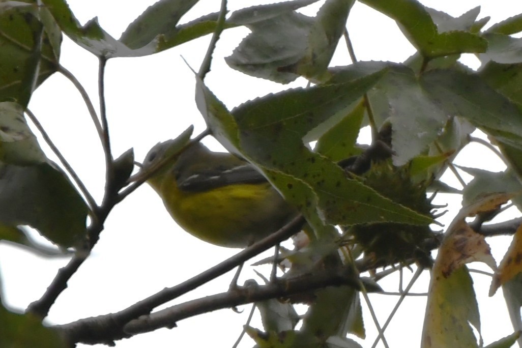 Magnolia Warbler - ML641938731