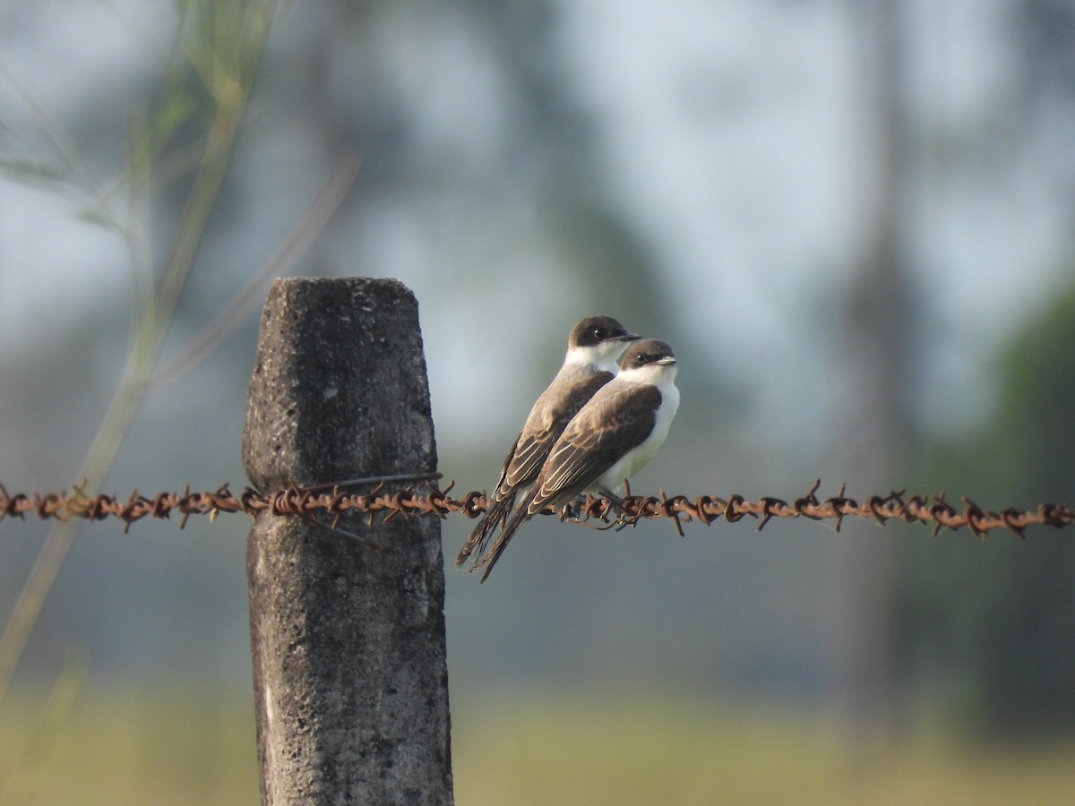 Fork-tailed Flycatcher - ML641938732