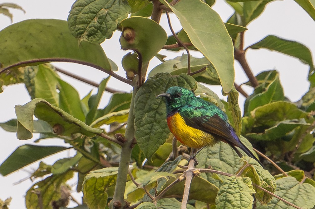 Regal Sunbird - ML641938734