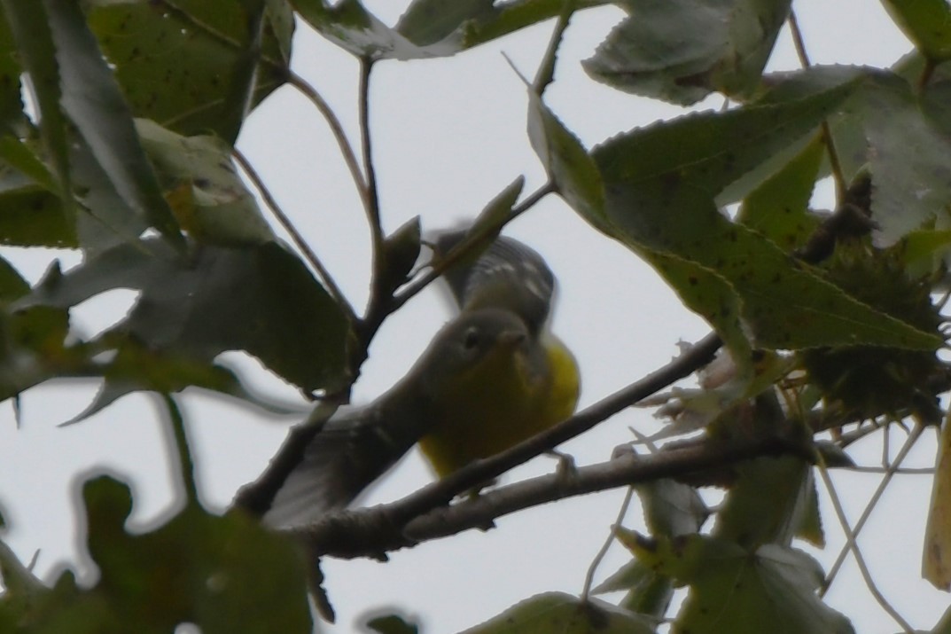 Magnolia Warbler - ML641938735
