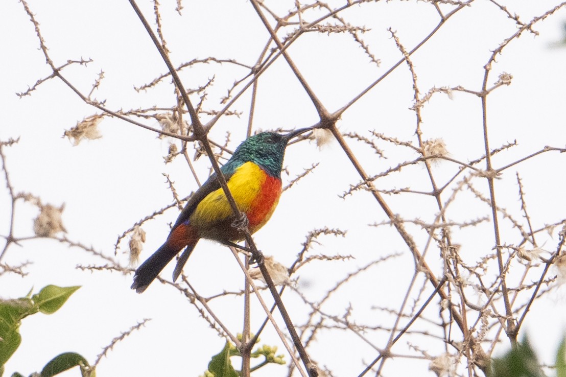 Regal Sunbird - ML641938738