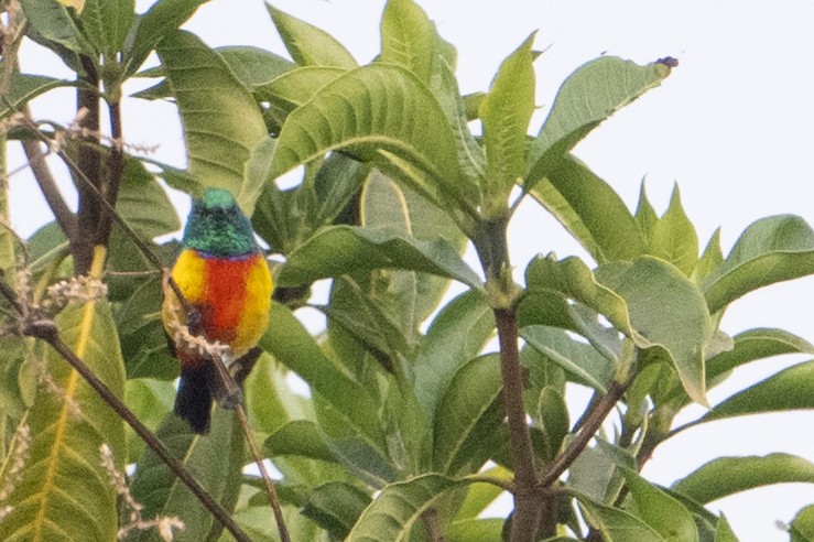 Regal Sunbird - ML641938753