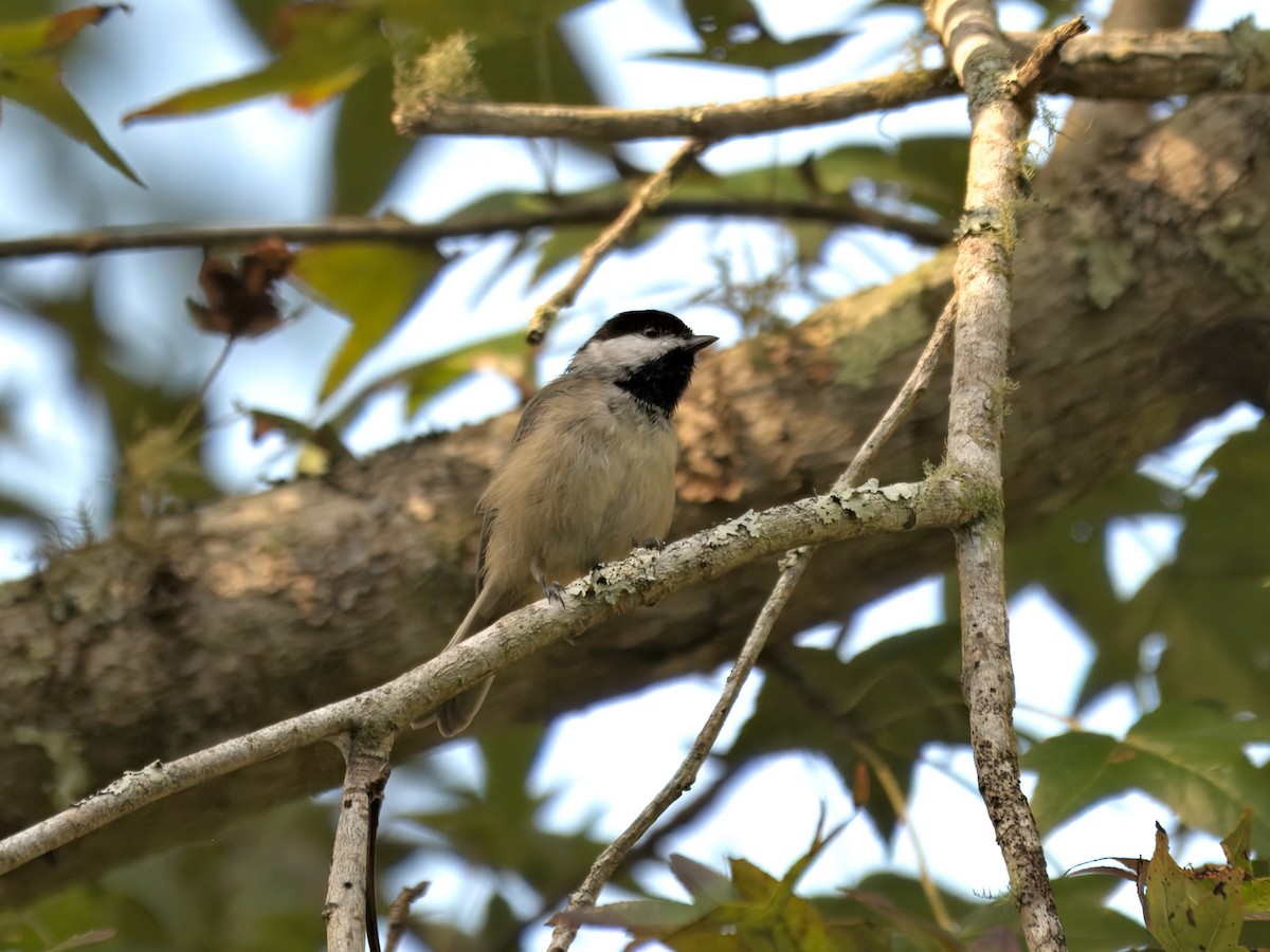 Carolina Chickadee - ML641938767