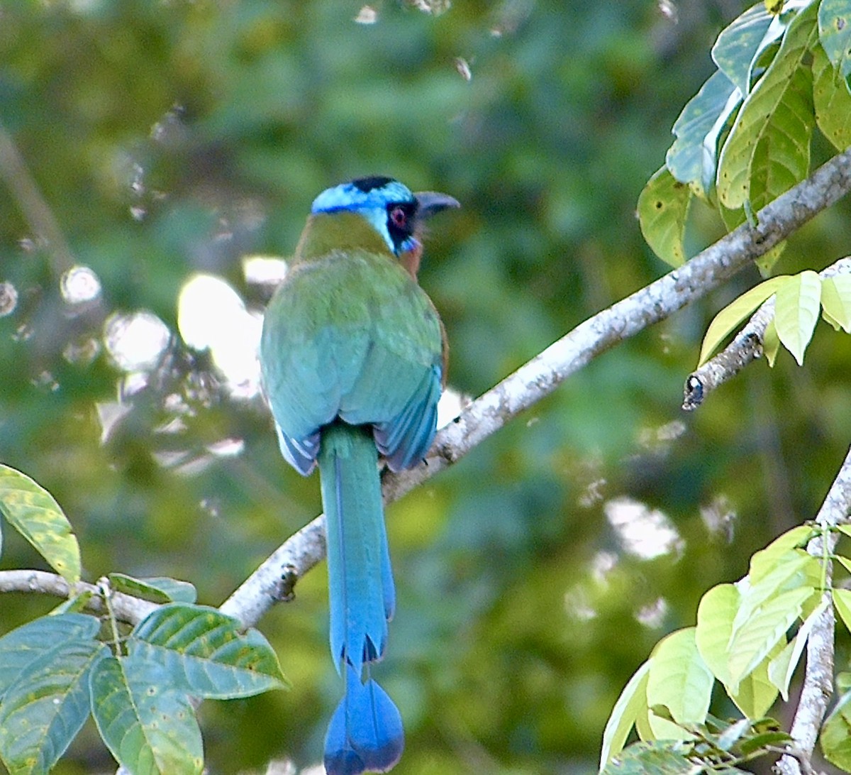 Trinidad Motmot - ML641938769