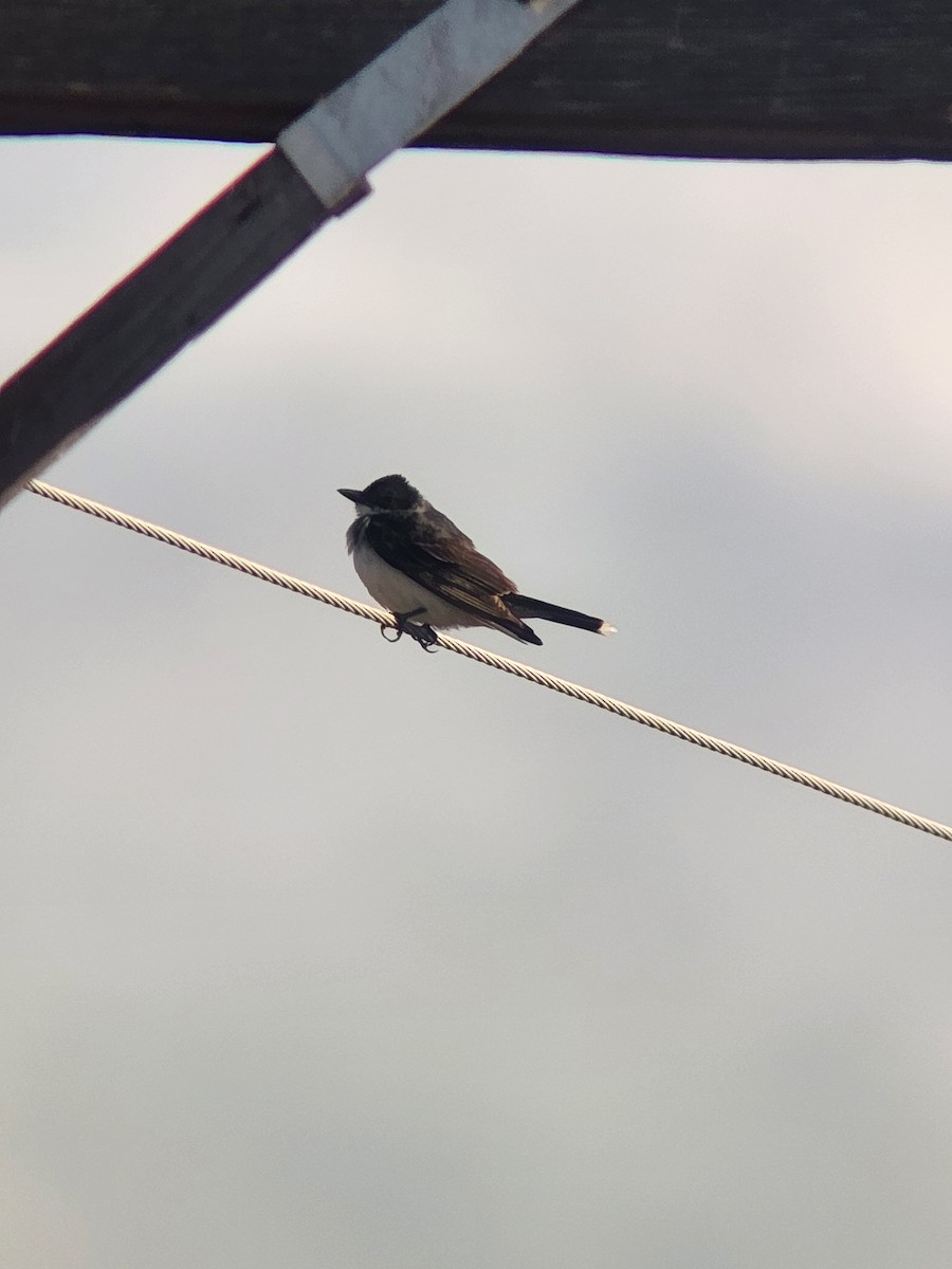 Eastern Kingbird - ML641938770