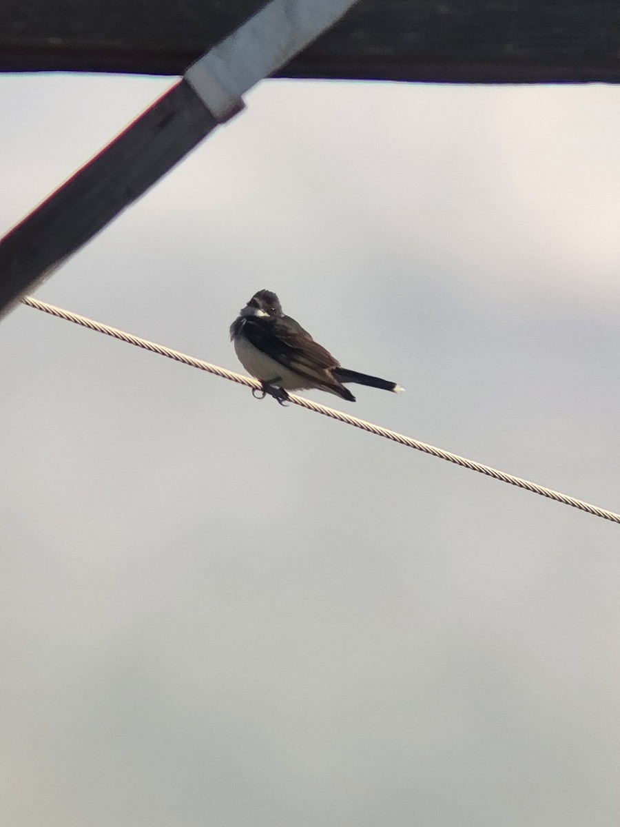 Eastern Kingbird - ML641938771