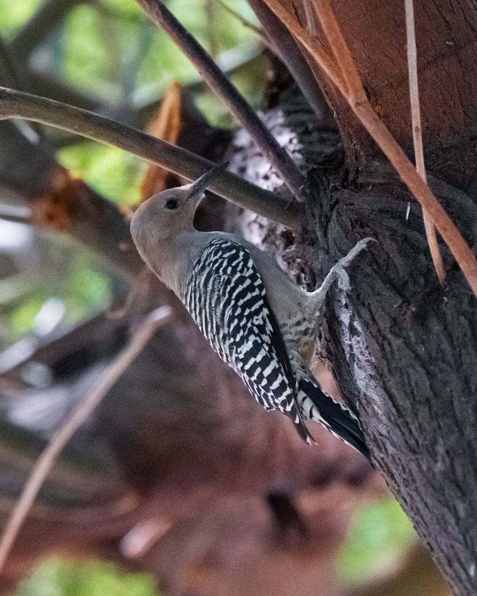 Gila Woodpecker - ML641938775