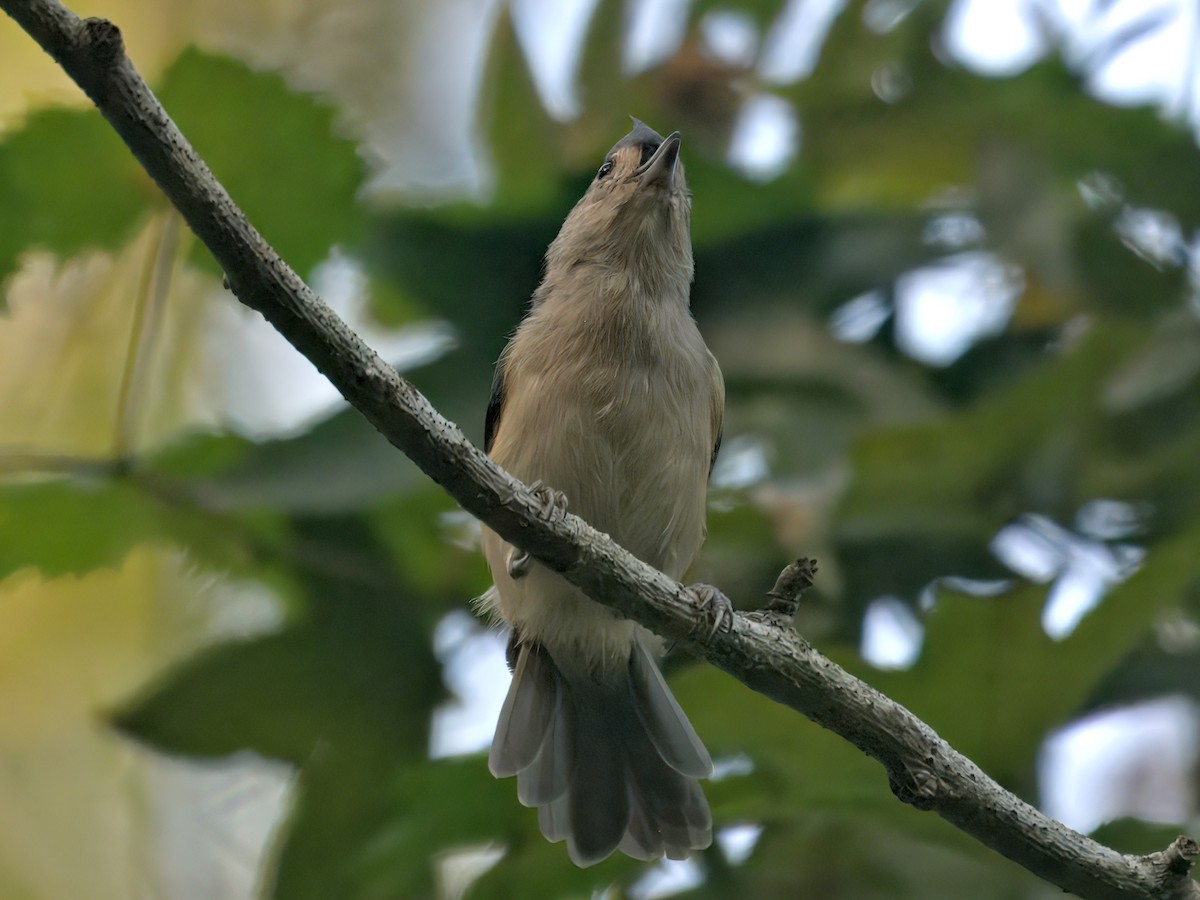 Tufted Titmouse - ML641938778