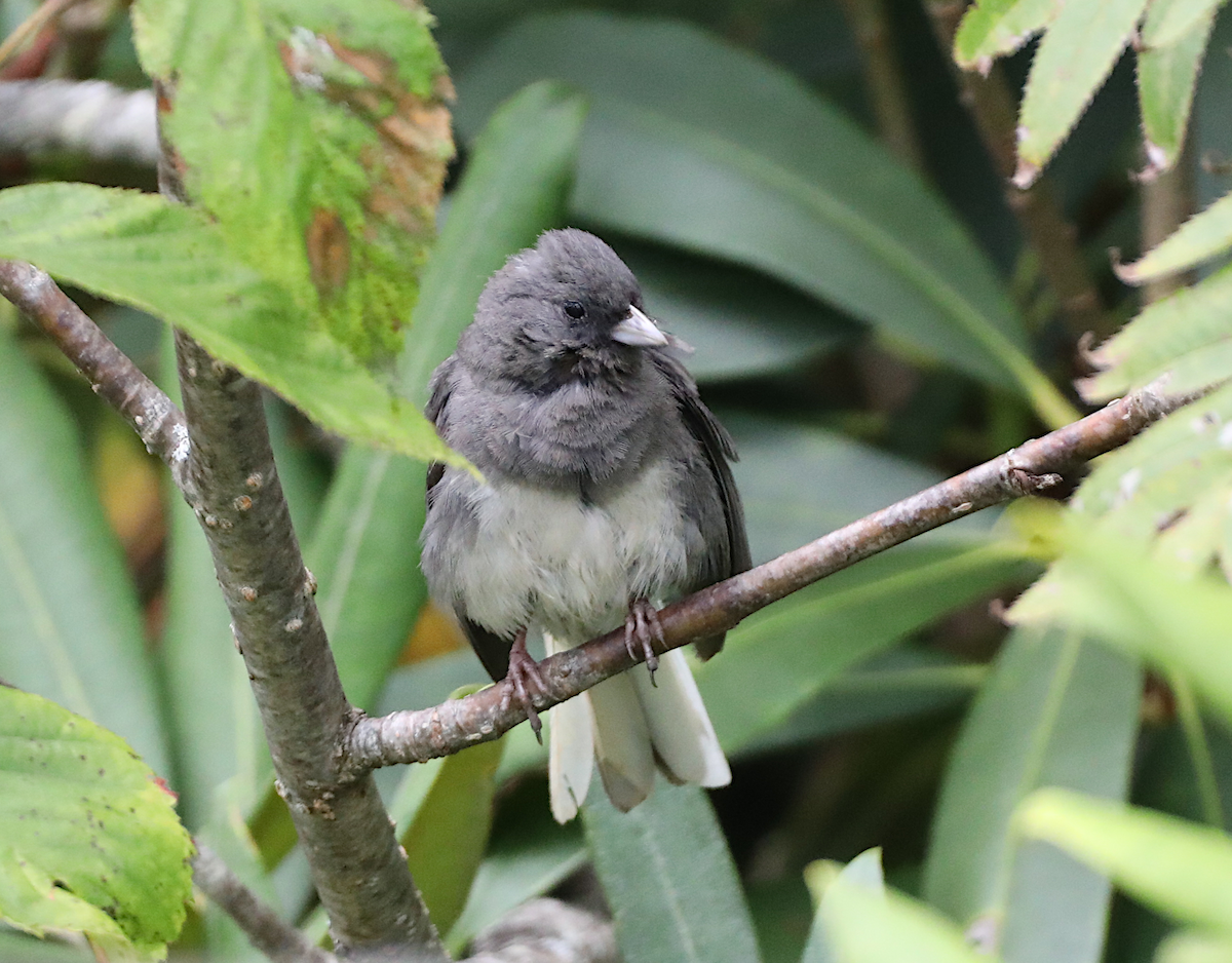 Dark-eyed Junco - ML641938783
