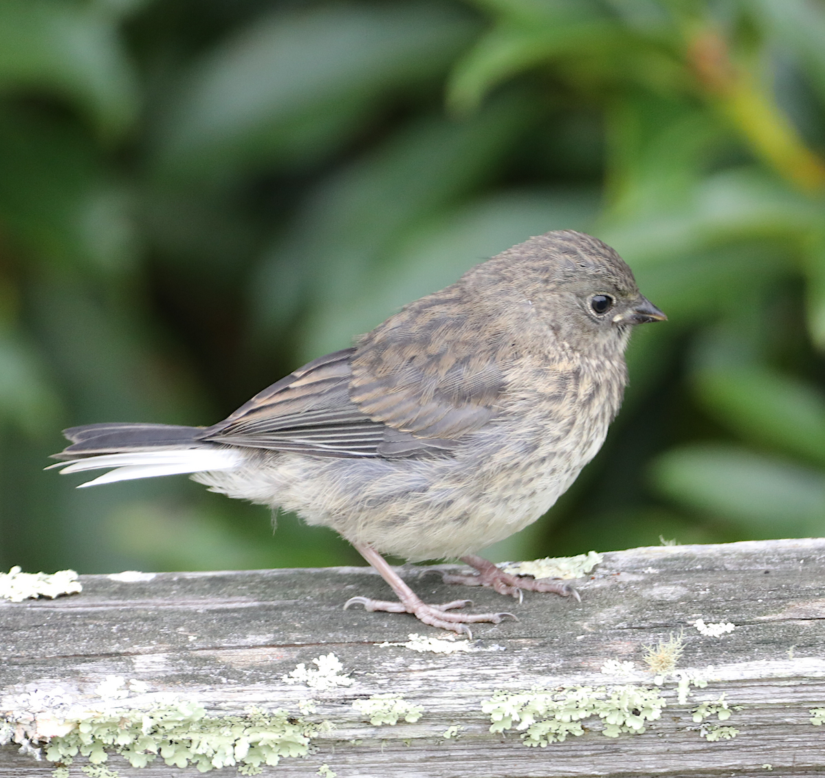 Dark-eyed Junco - ML641938784