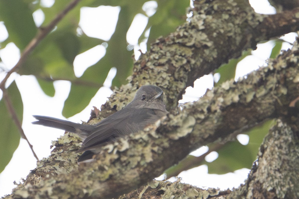 White-eyed Slaty-Flycatcher - ML641938805