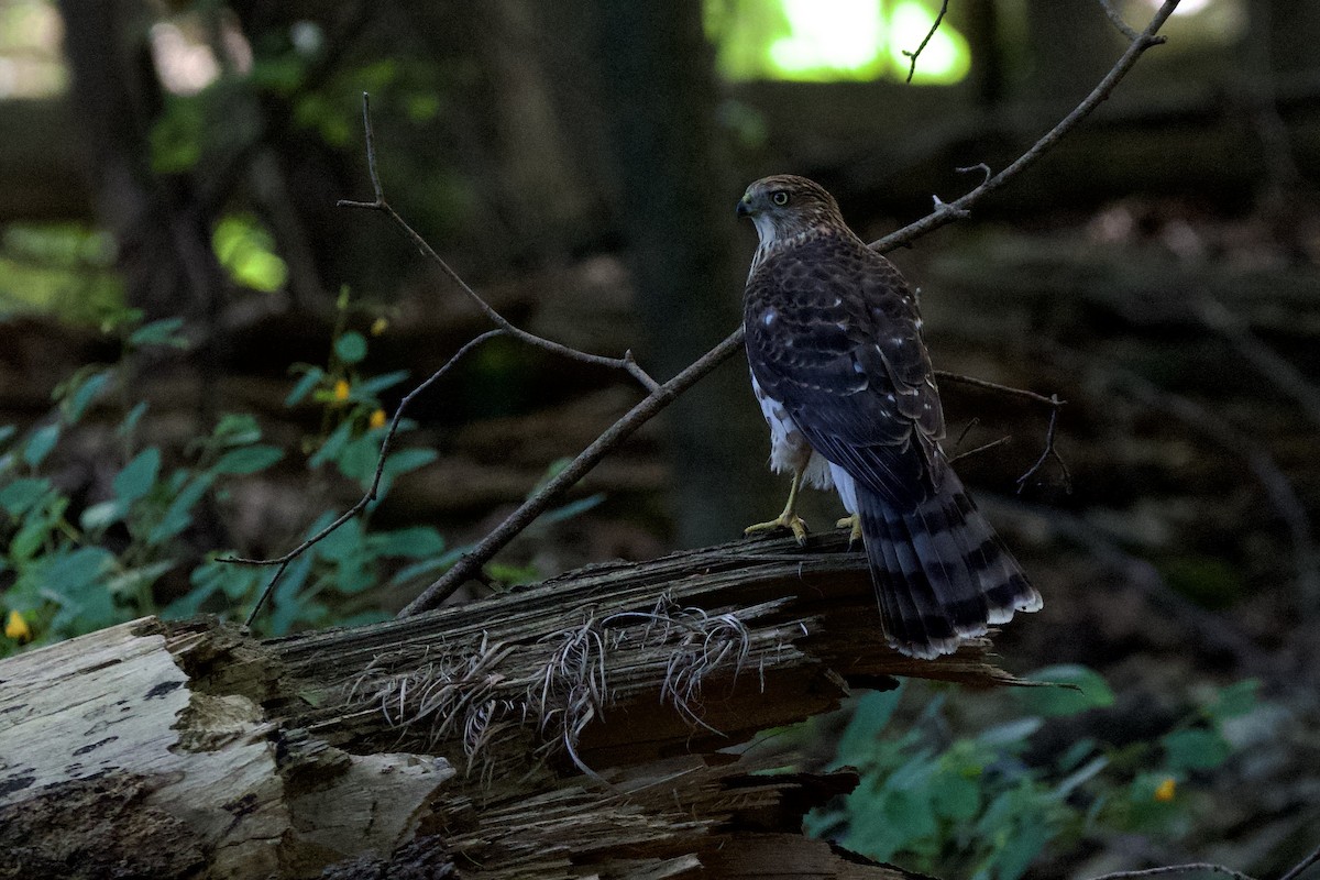 Cooper's Hawk - ML641938886