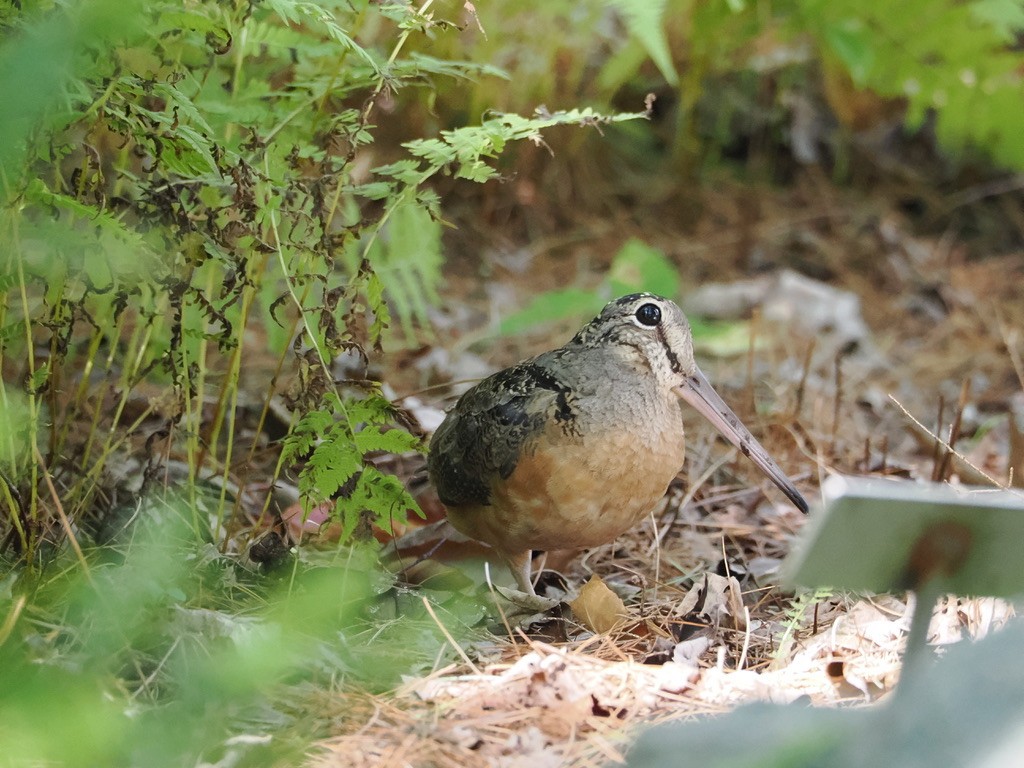 American Woodcock - ML641938900